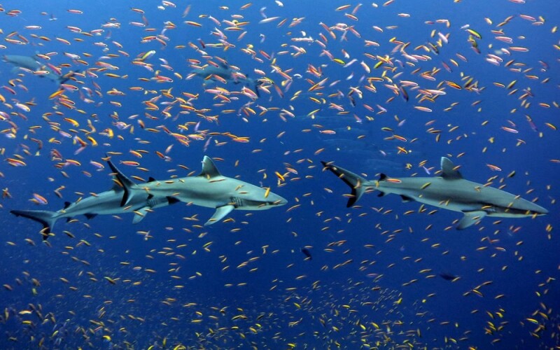 marine wildlife in the Pacific Islands Heritage Marine National Monument