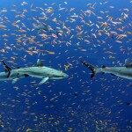 marine wildlife in the Pacific Islands Heritage Marine National Monument