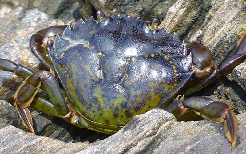 a green crab