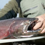 a salmon