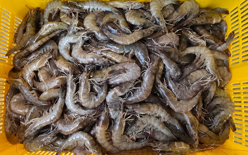 Indonesian shrimp