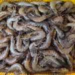Indonesian shrimp