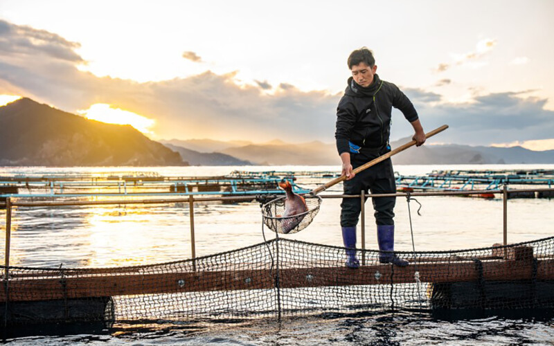 ASC-certified red sea bream farm in Japan