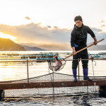 ASC-certified red sea bream farm in Japan