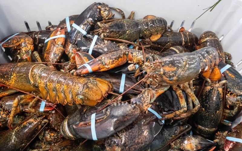 A container full of banded lobsters
