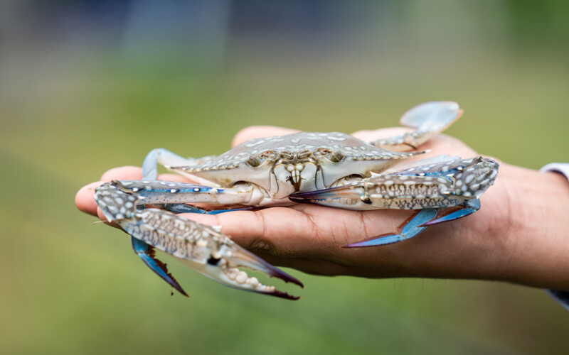 A person holding a blue swimming crab