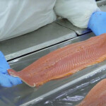 A person placing a salmon fillet in a package