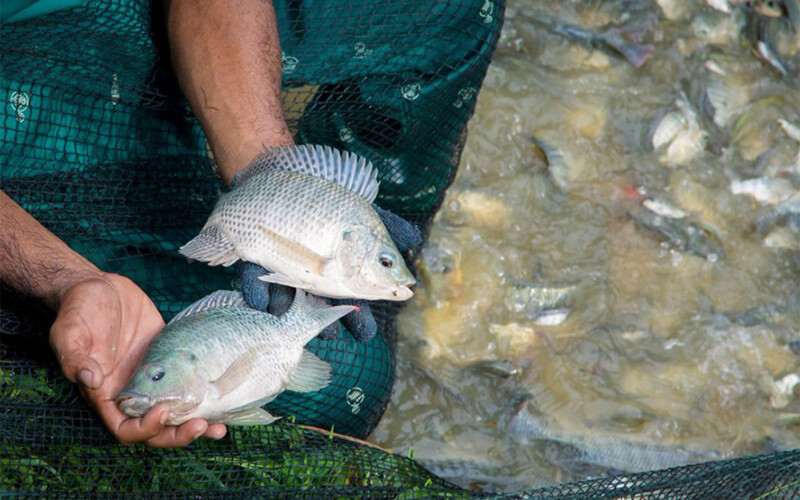 A man holding two tilapia in his hands