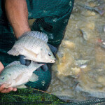 A man holding two tilapia in his hands