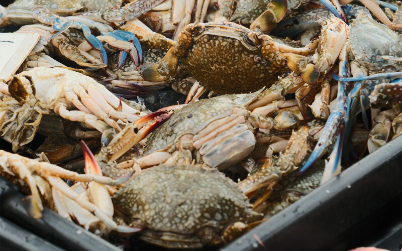 A crate containing blue swimming crabs