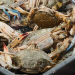 A crate containing blue swimming crabs