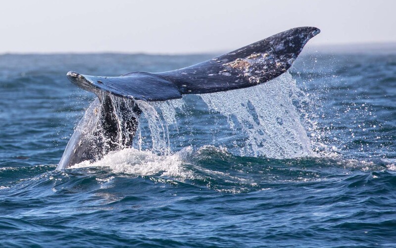 Gray Whale in California