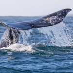 Gray Whale in California