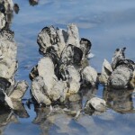 An oyster reef