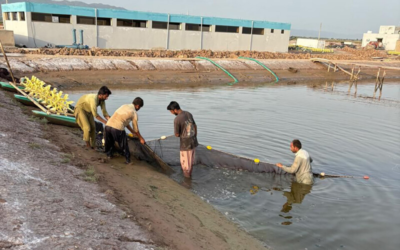 Punjab shrimp farmers tending to a net