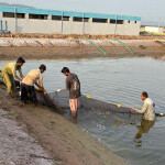 Punjab shrimp farmers tending to a net