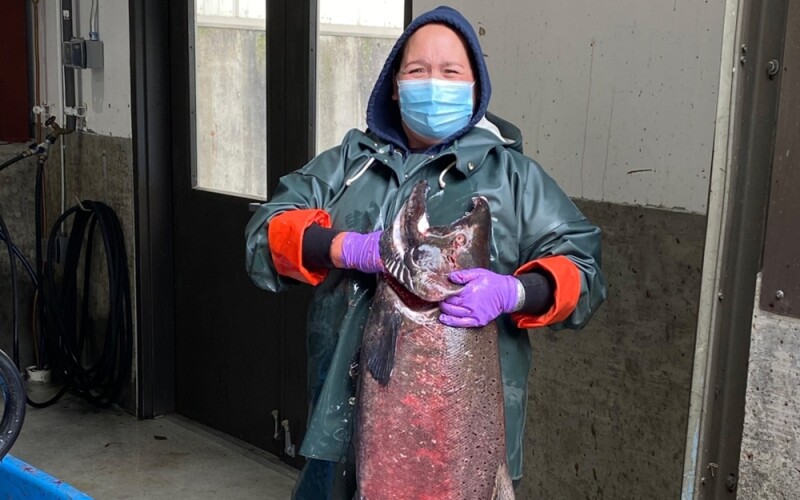 A salmon at a hatchery