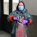 A salmon at a hatchery