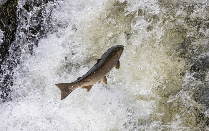A salmon in Oregon