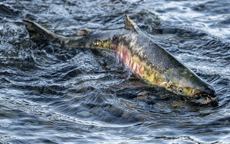 a chum salmon