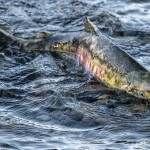 a chum salmon