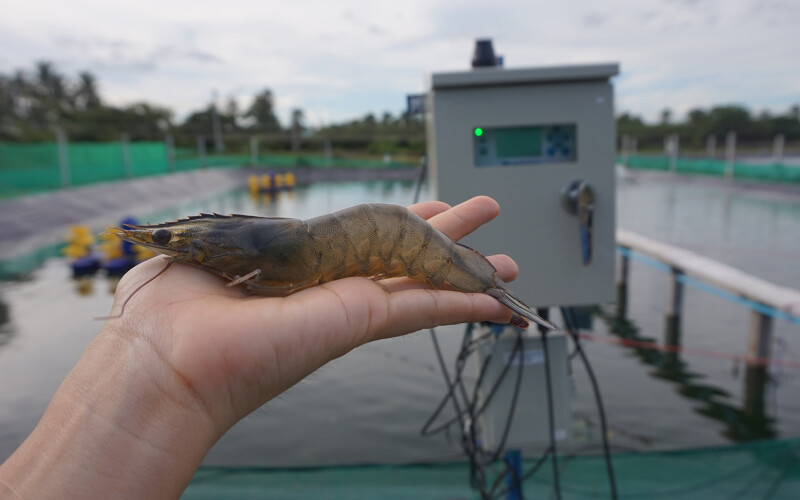A person holding a large shrimp in their hand