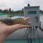A person holding a large shrimp in their hand