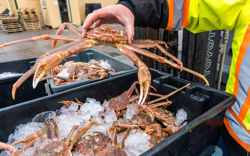 A dock worker holding a snow crab