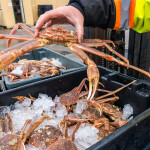 A dock worker holding a snow crab