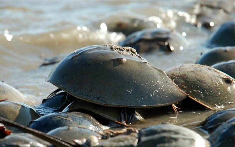 A horseshoe crab