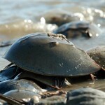 A horseshoe crab