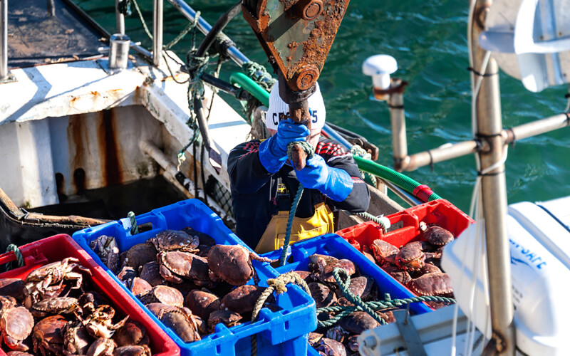 A man hauling in crates of crab at an Irish dock