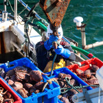 A man hauling in crates of crab at an Irish dock