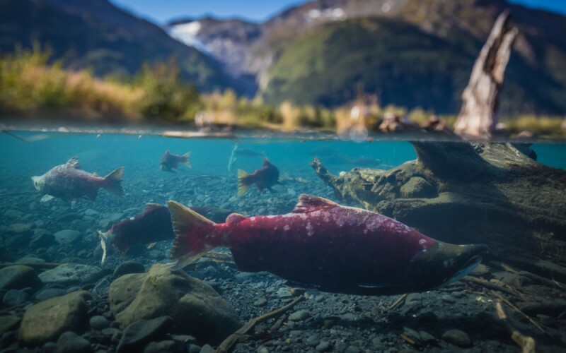 Spawning salmon