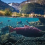 Spawning salmon
