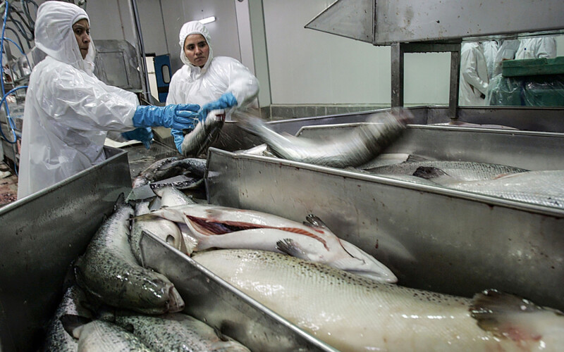 Chilean women processing salmon