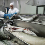 A salmon processing plant in Chile