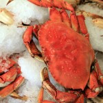 Dungeness crab