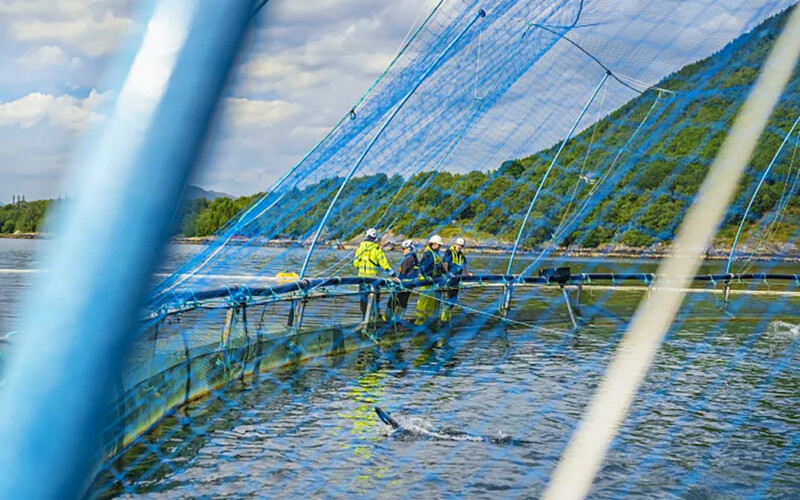 Måsøval employees standing on a net pen