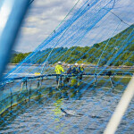 Måsøval employees standing on a net pen
