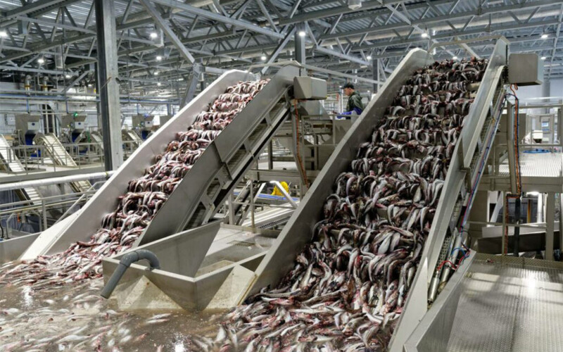 A fish processing plant in Russia