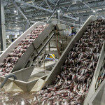 A fish processing plant in Russia