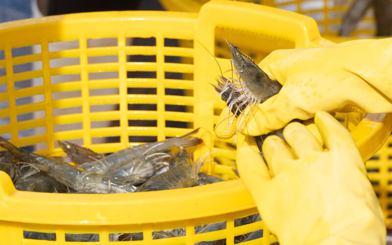 A basket of shrimp in Vietnam