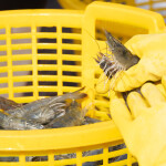 A basket of shrimp in Vietnam
