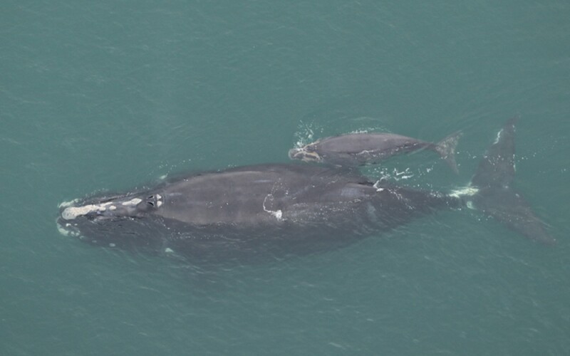 a North Atlantic right whale with her calf