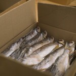 Fish prepared for shipment