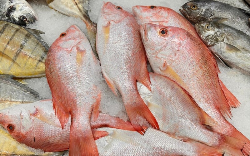 red snapper