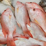 red snapper