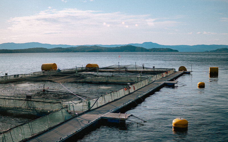 A salmon farm in British Columbia