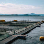 A salmon farm in British Columbia